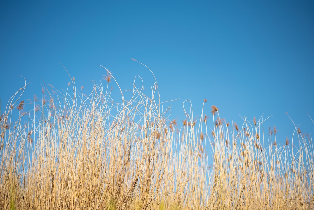 brown grass under blue sky during daytime