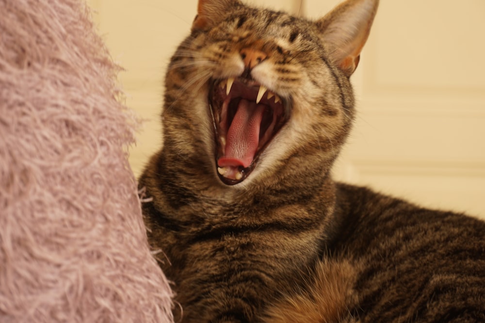 brown tabby cat lying on pink textile