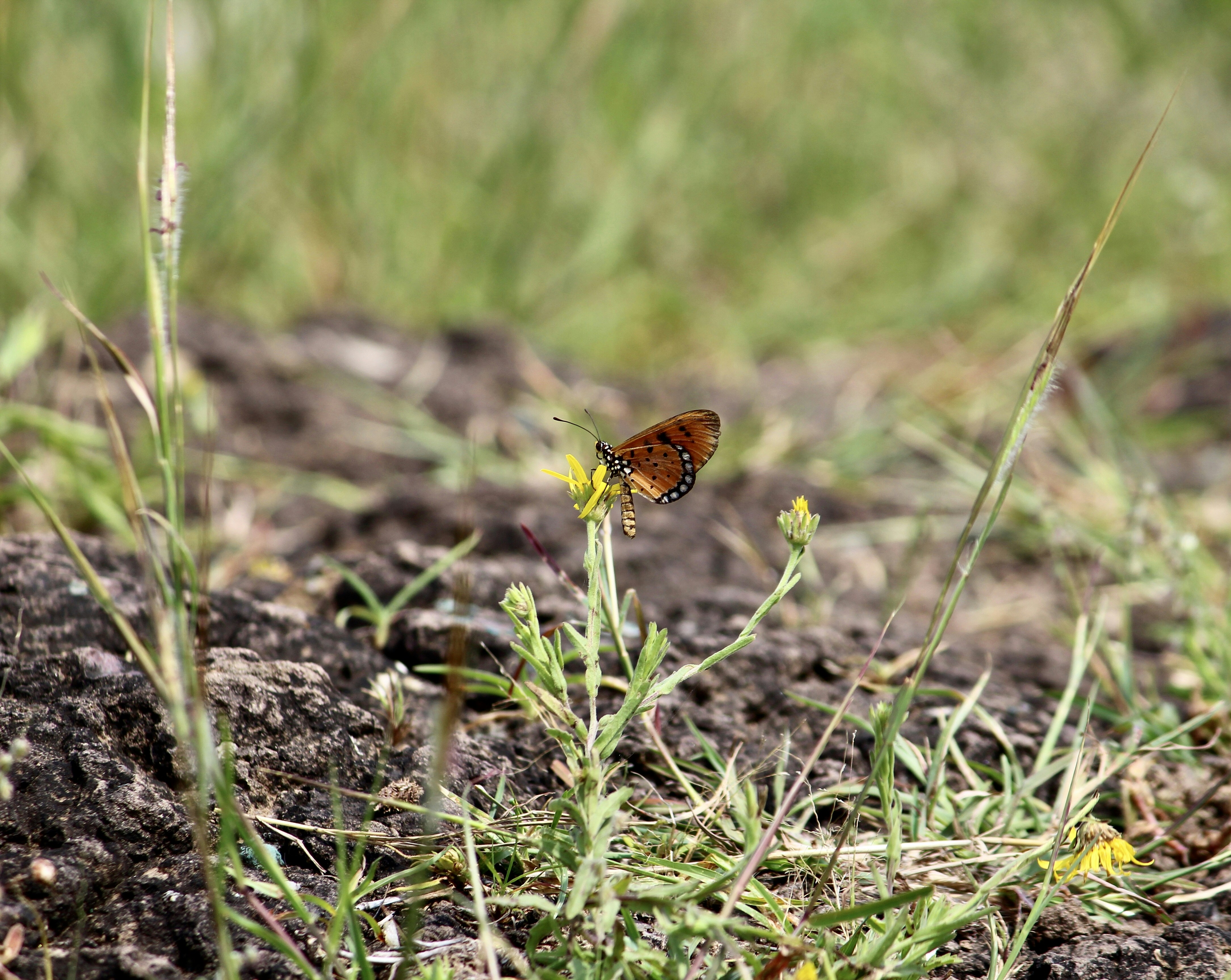 brown butterfly perched on purple flower in close up photography during daytime