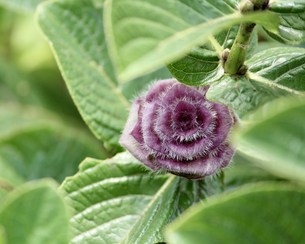 pink flower in green leaves