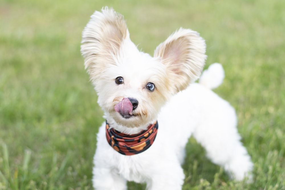 white long coat small dog with black and white scarf on green grass field during daytime