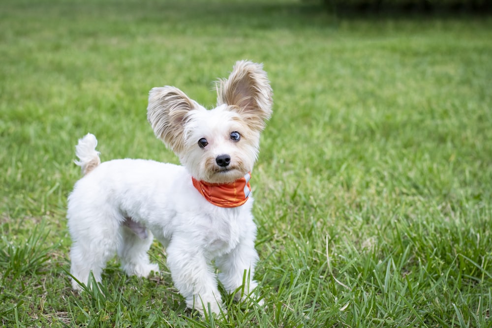 white puppy on green grass field during daytime