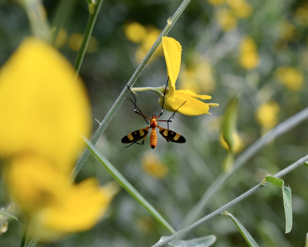 brown and black insect on yellow flower