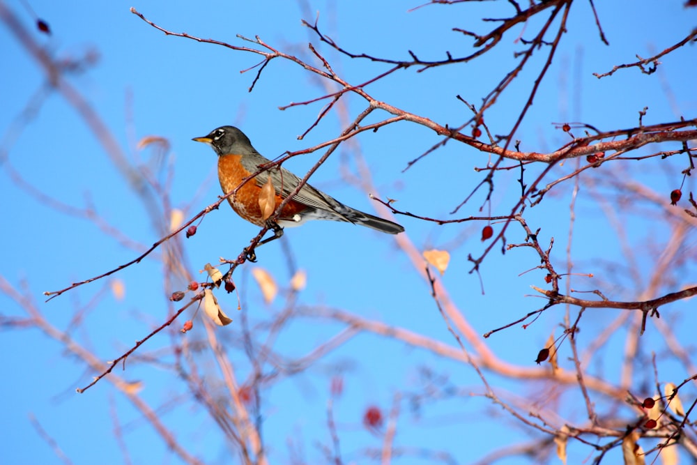 brown bird on brown tree branch during daytime