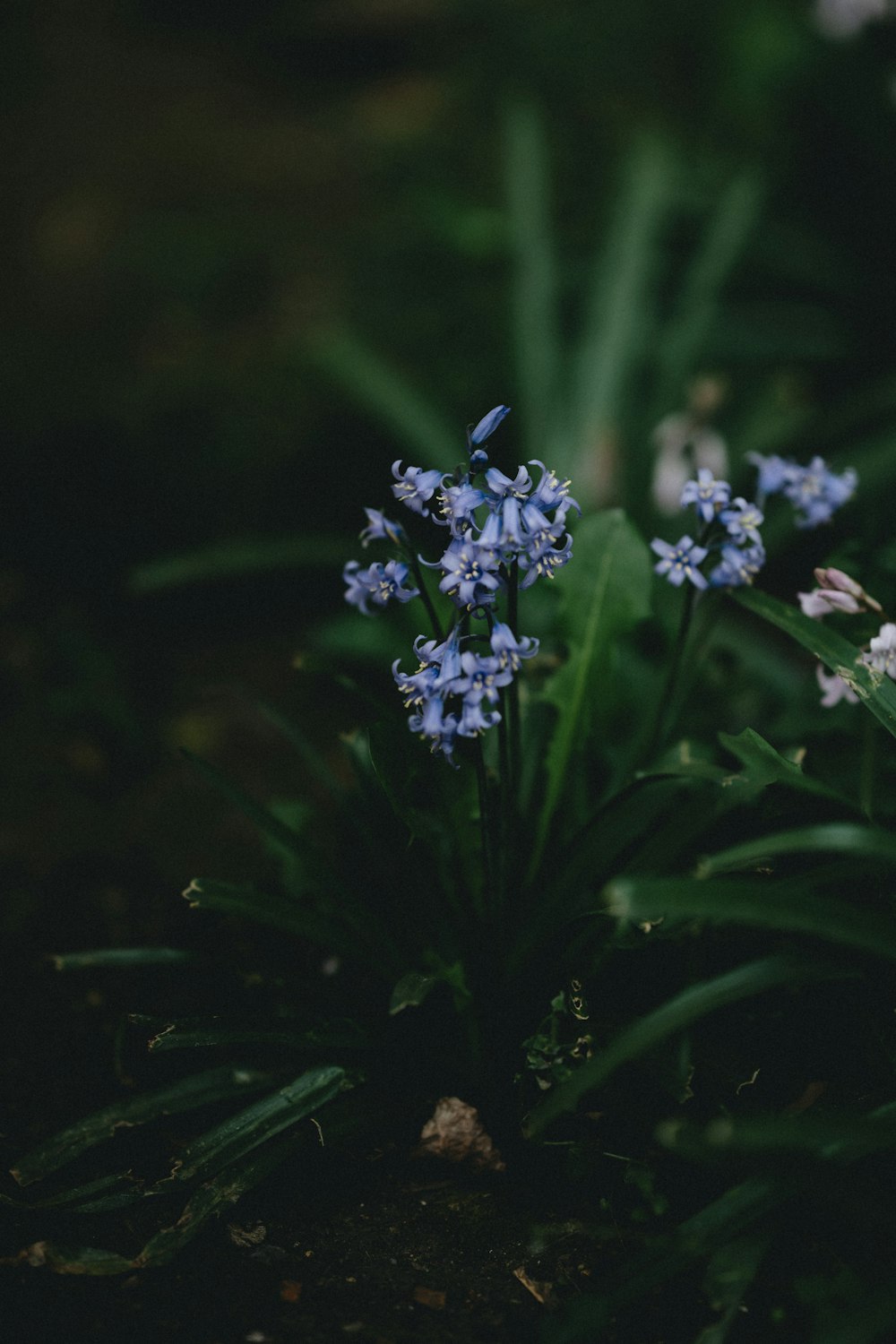 purple flowers in tilt shift lens