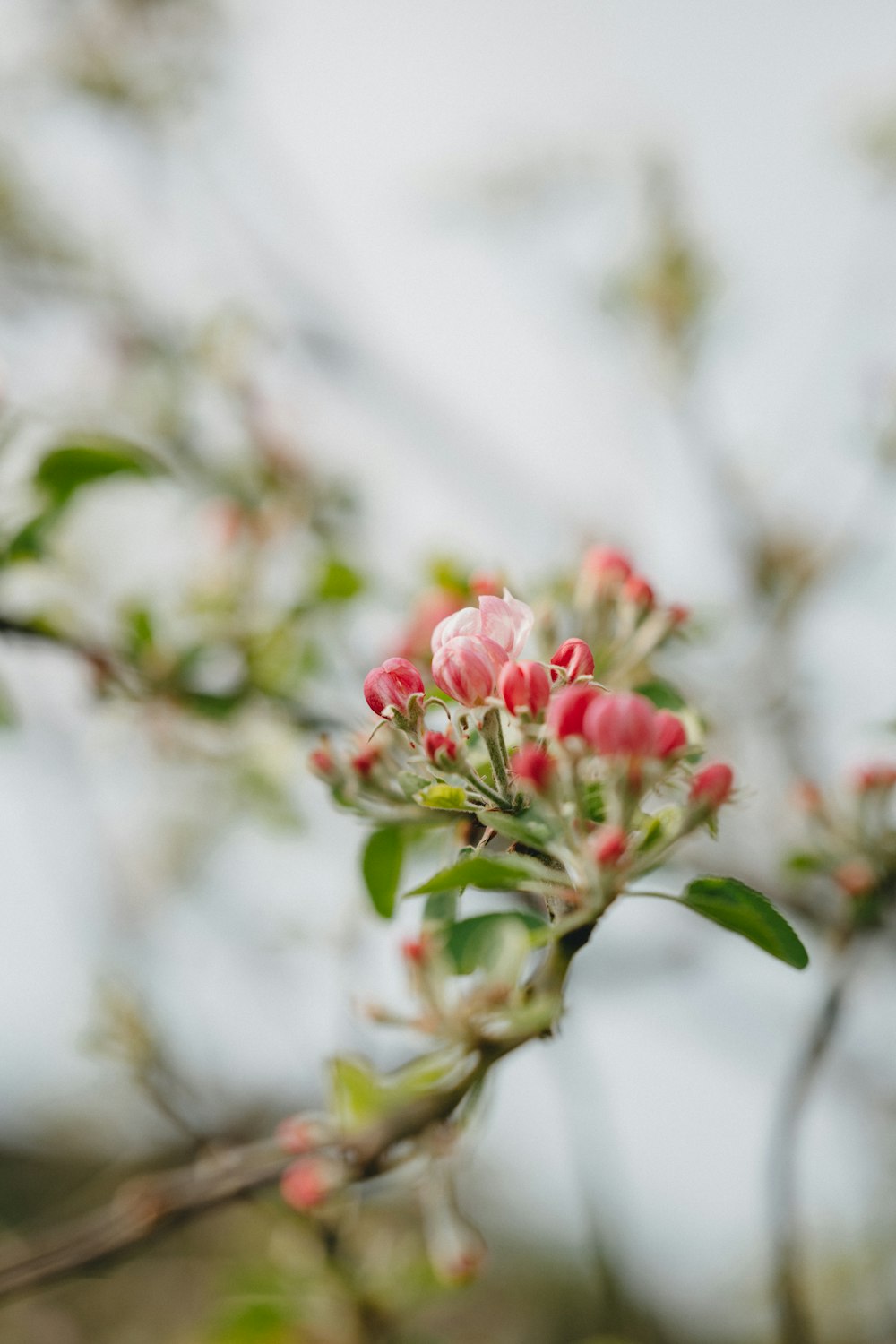 pink and white flower in tilt shift lens