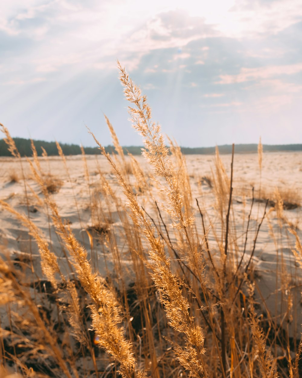 brown grass near body of water during daytime