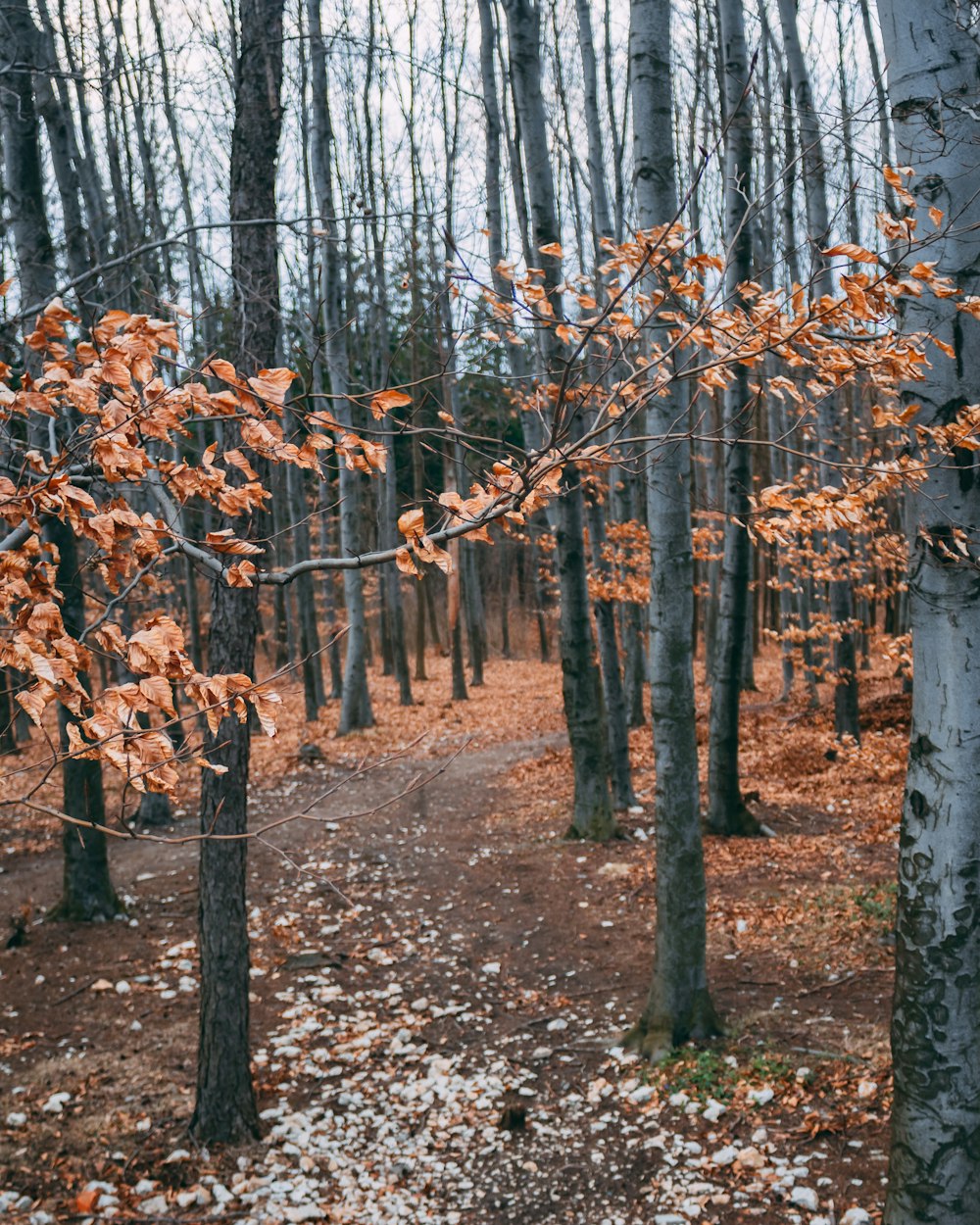 brown tree branches on ground during daytime