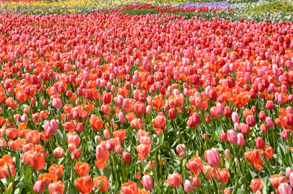 red tulips field during daytime