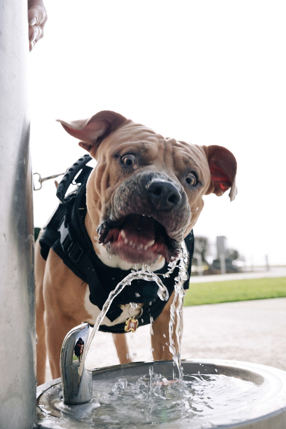 brown and white short coated dog with black leather leash