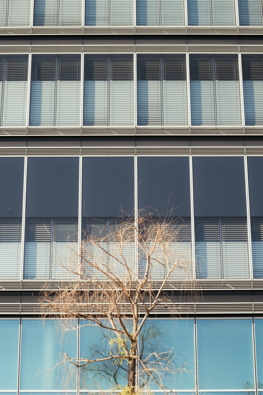 brown leafless tree near glass window