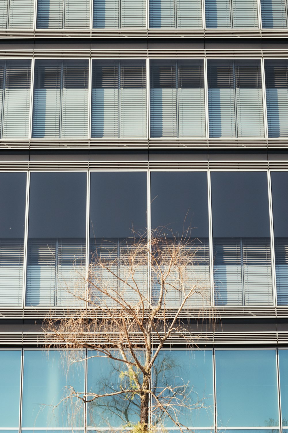 brown leafless tree near glass window