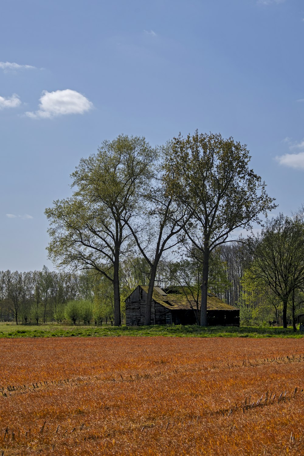 brown wooden house near green trees under blue sky during daytime