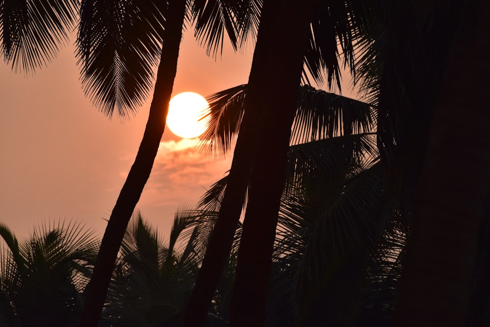 coconut tree during sunset with blue sky