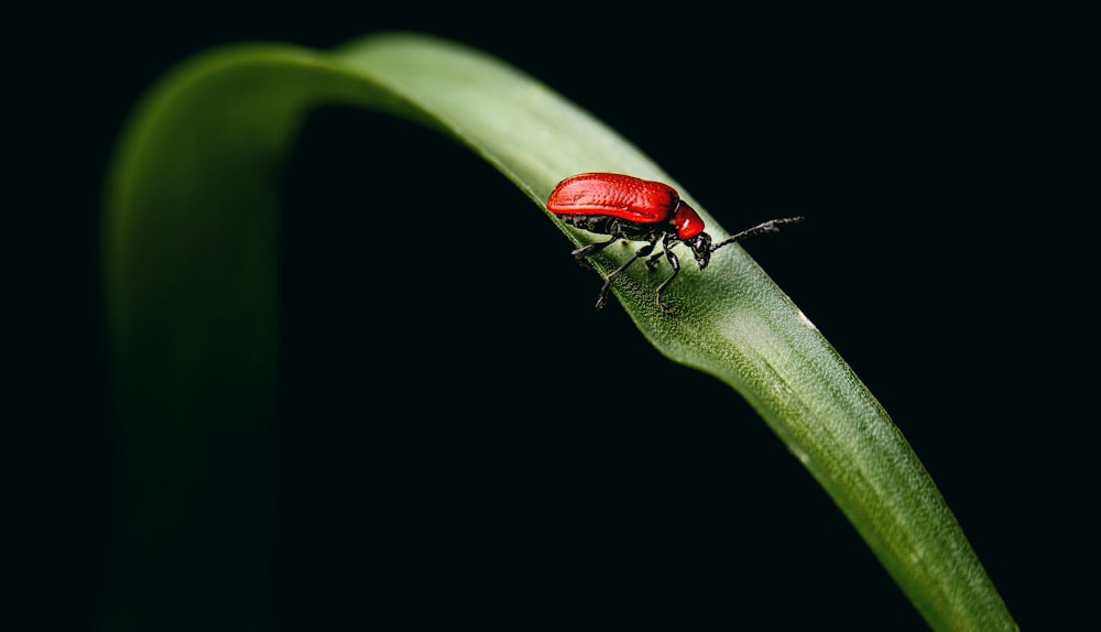 scarabée rouge et noir sur feuille verte
