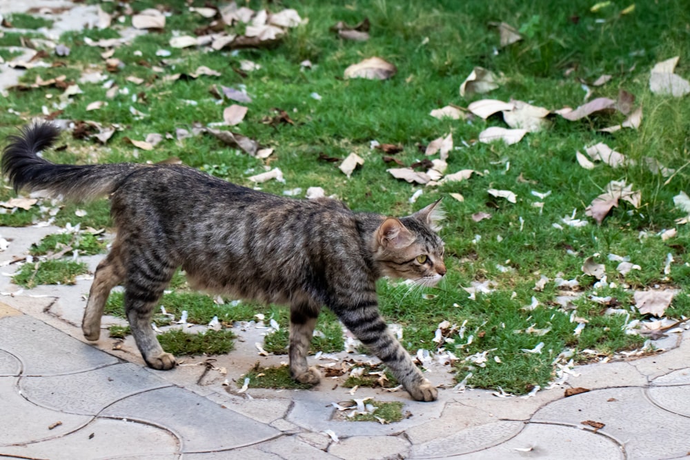 brown tabby cat on brown brick floor