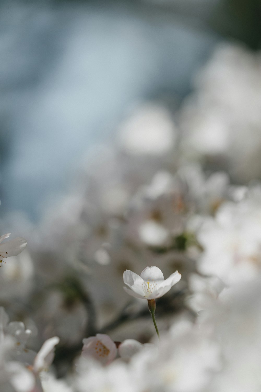 white flower in tilt shift lens