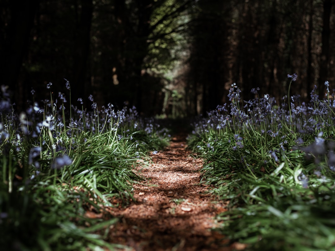 purple flowers on brown soil