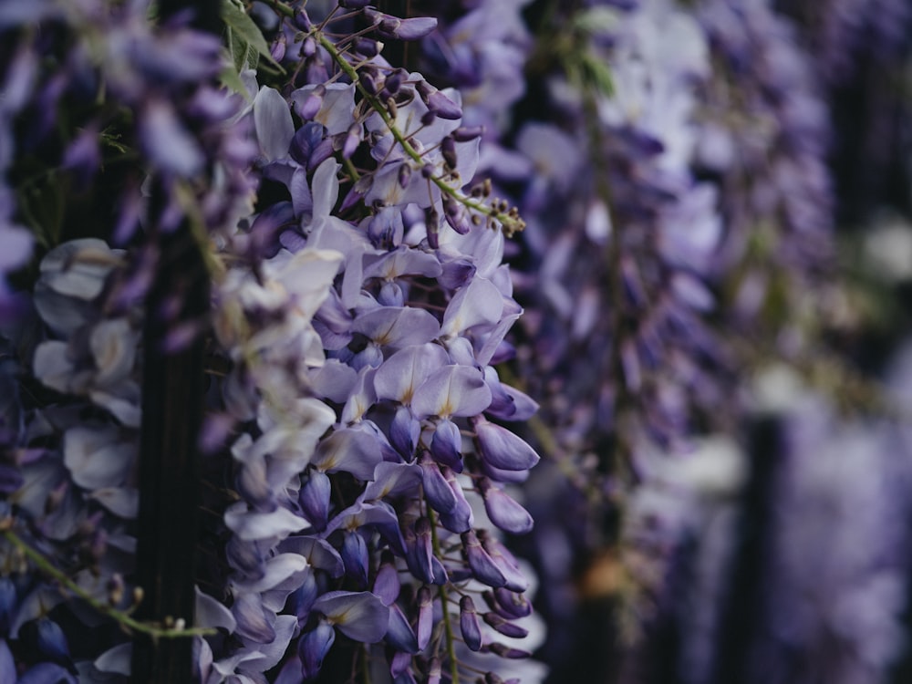 white and purple flowers in tilt shift lens