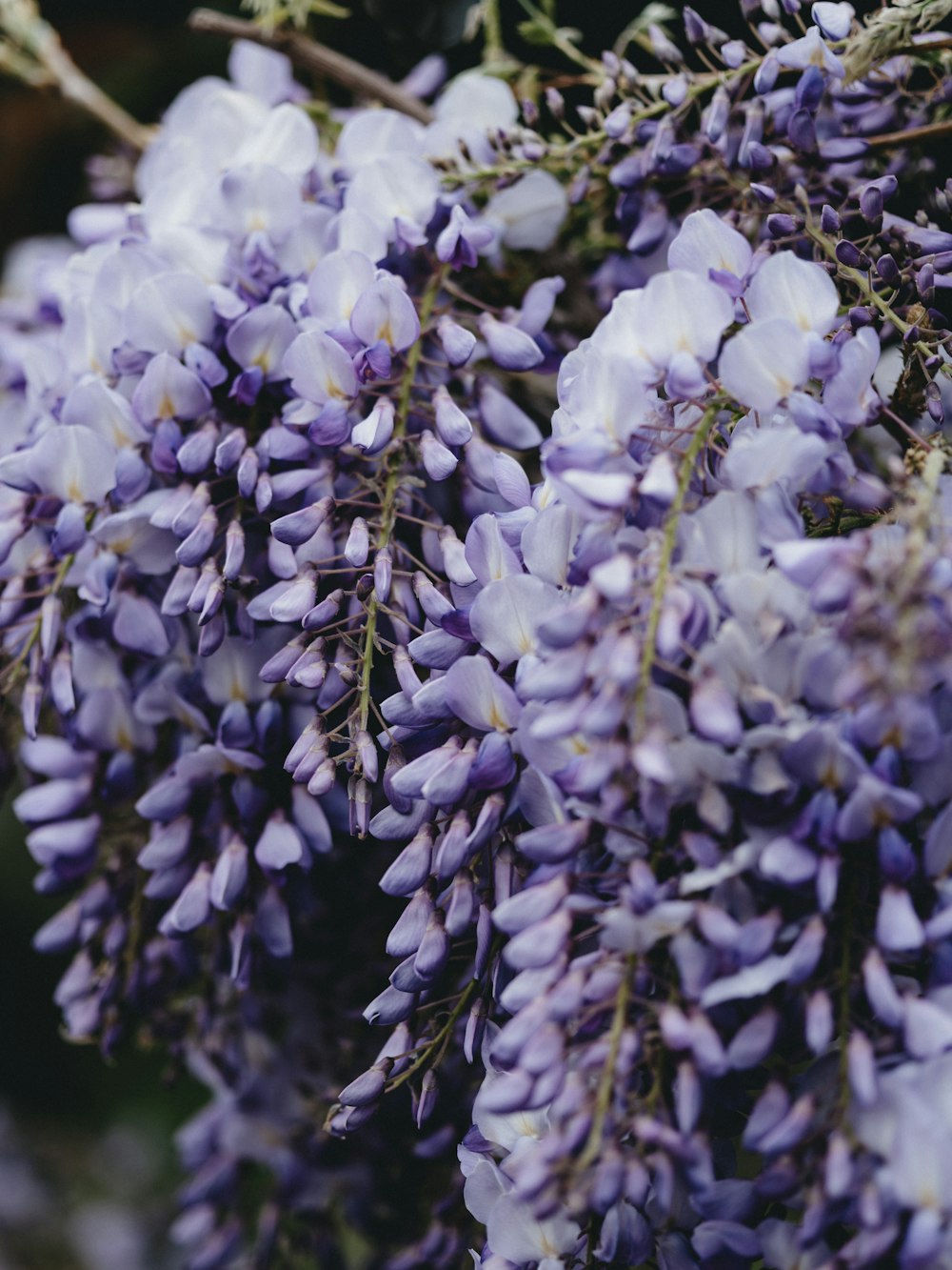 purple and white flowers in tilt shift lens