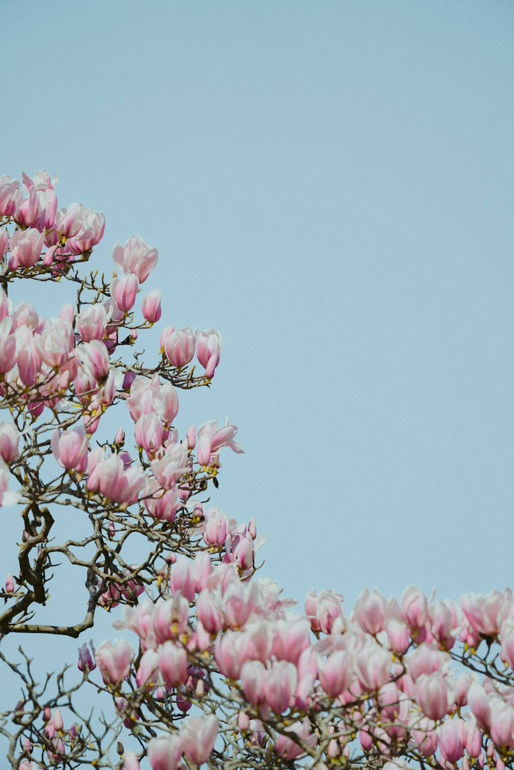 pink cherry blossom in bloom during daytime