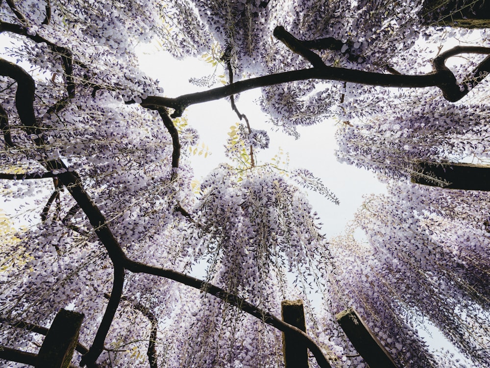 Fotografía de ángulo bajo de árboles durante el día