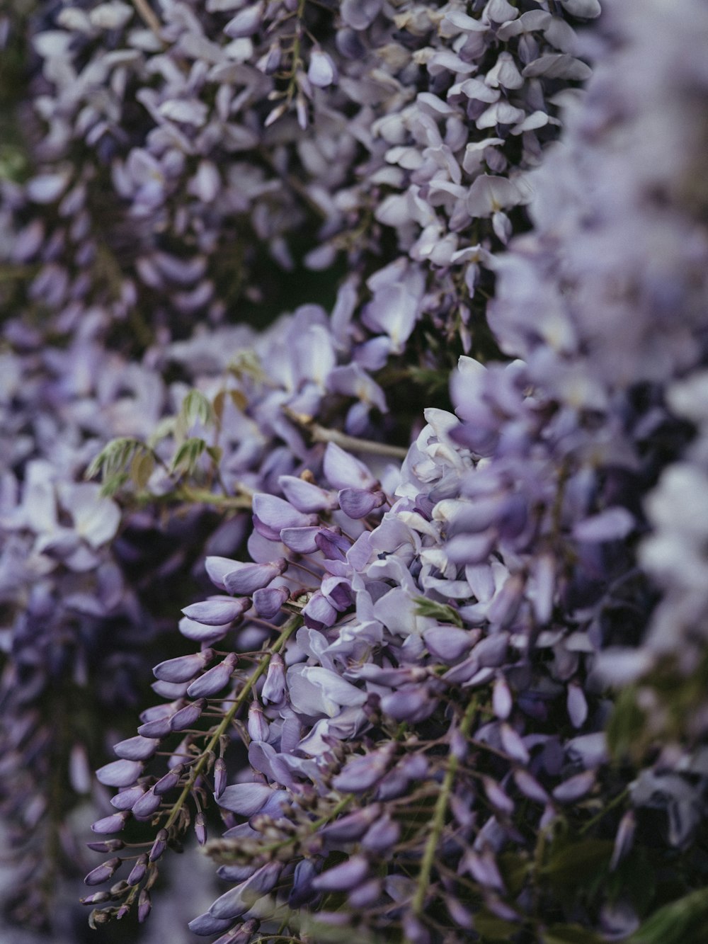 weiße Blüten mit grünen Blättern