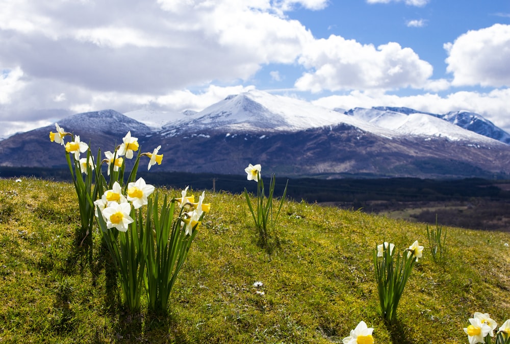 white and yellow flowers on green grass field near mountain under white clouds and blue sky