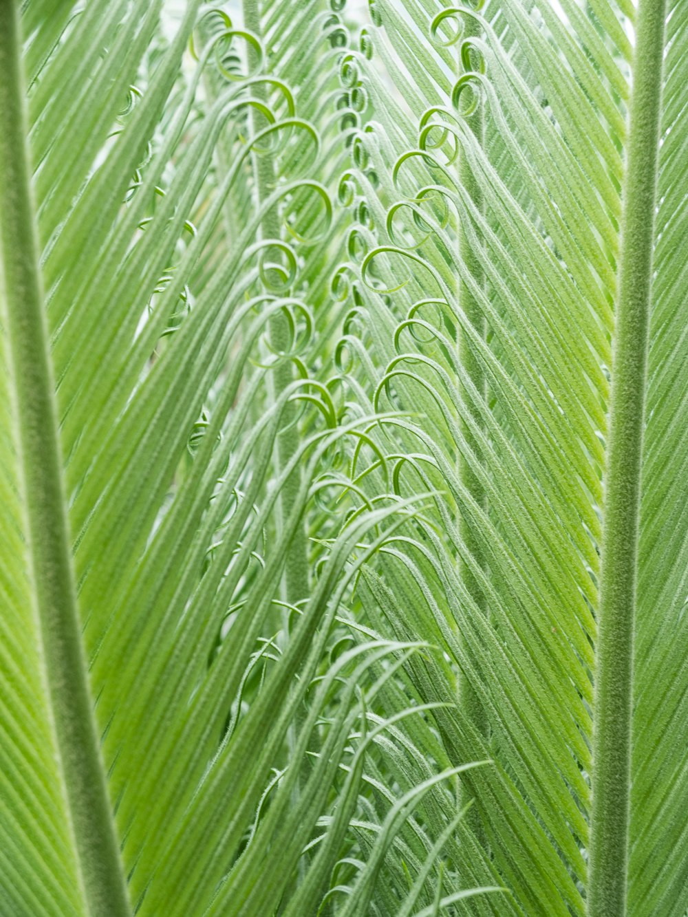 green leaf plant during daytime