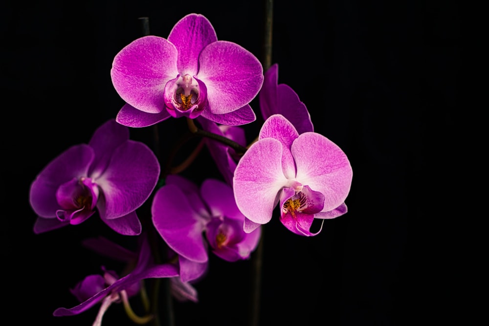 purple moth orchids in bloom