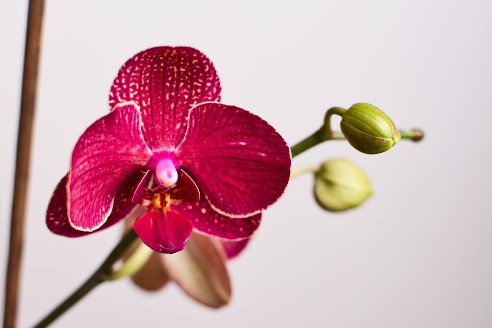 pink moth orchid in bloom