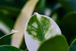 Close-up of a green leaf pattern on a white ceramic vase.