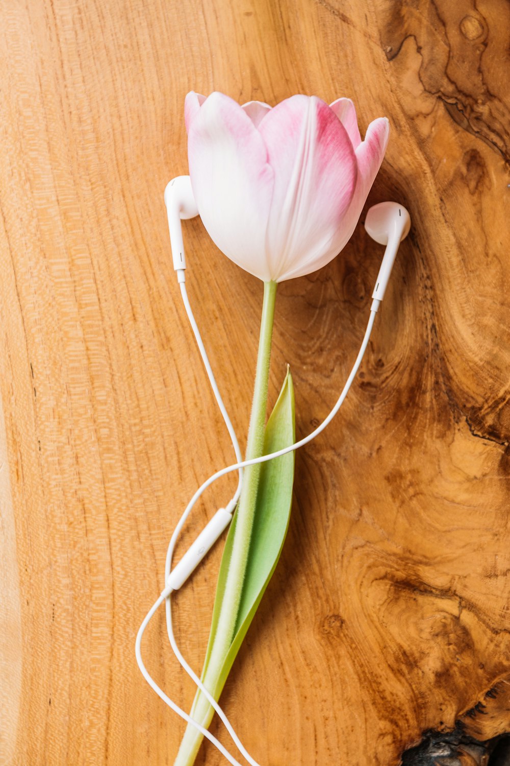 white and pink tulips on brown wooden table