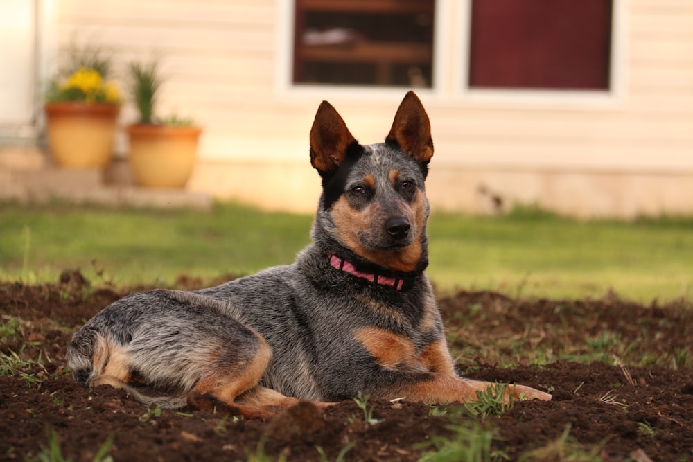 cane di taglia media a pelo corto nero e marrone chiaro seduto sull'erba verde durante il giorno