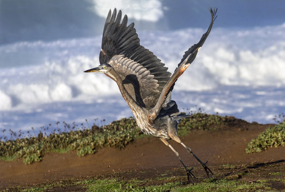 black and white bird flying over green grass field during daytime