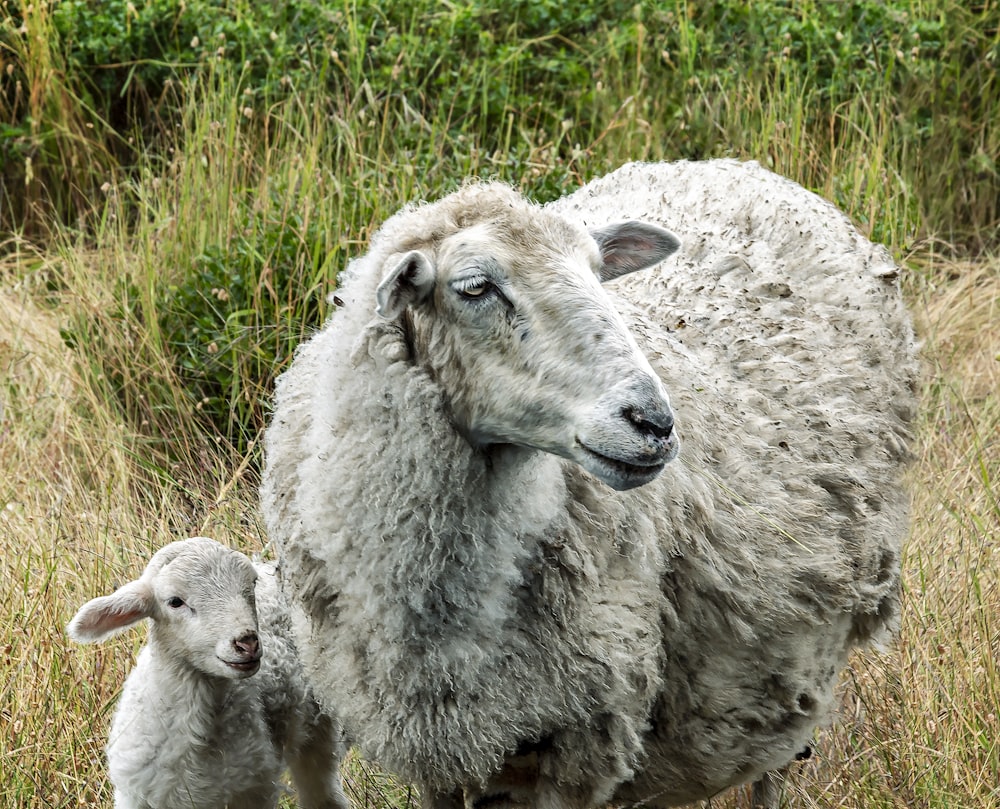 white sheep on green grass during daytime