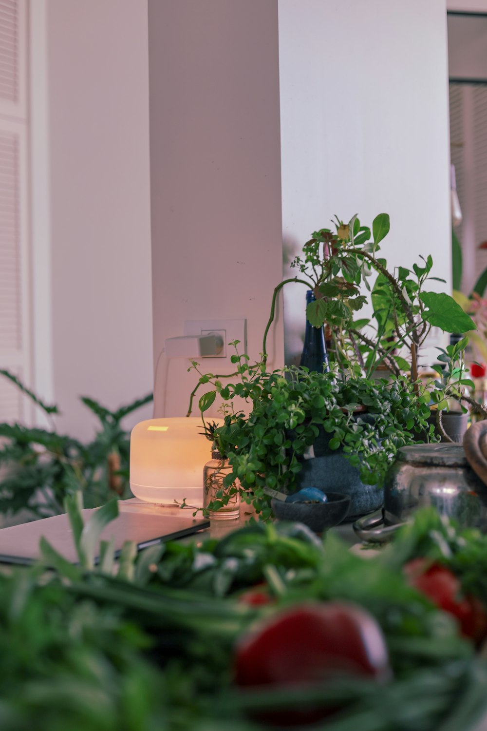 plante verte sur pot en céramique bleue