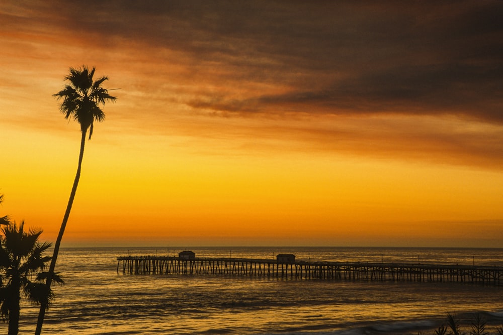 palm tree near sea during sunset