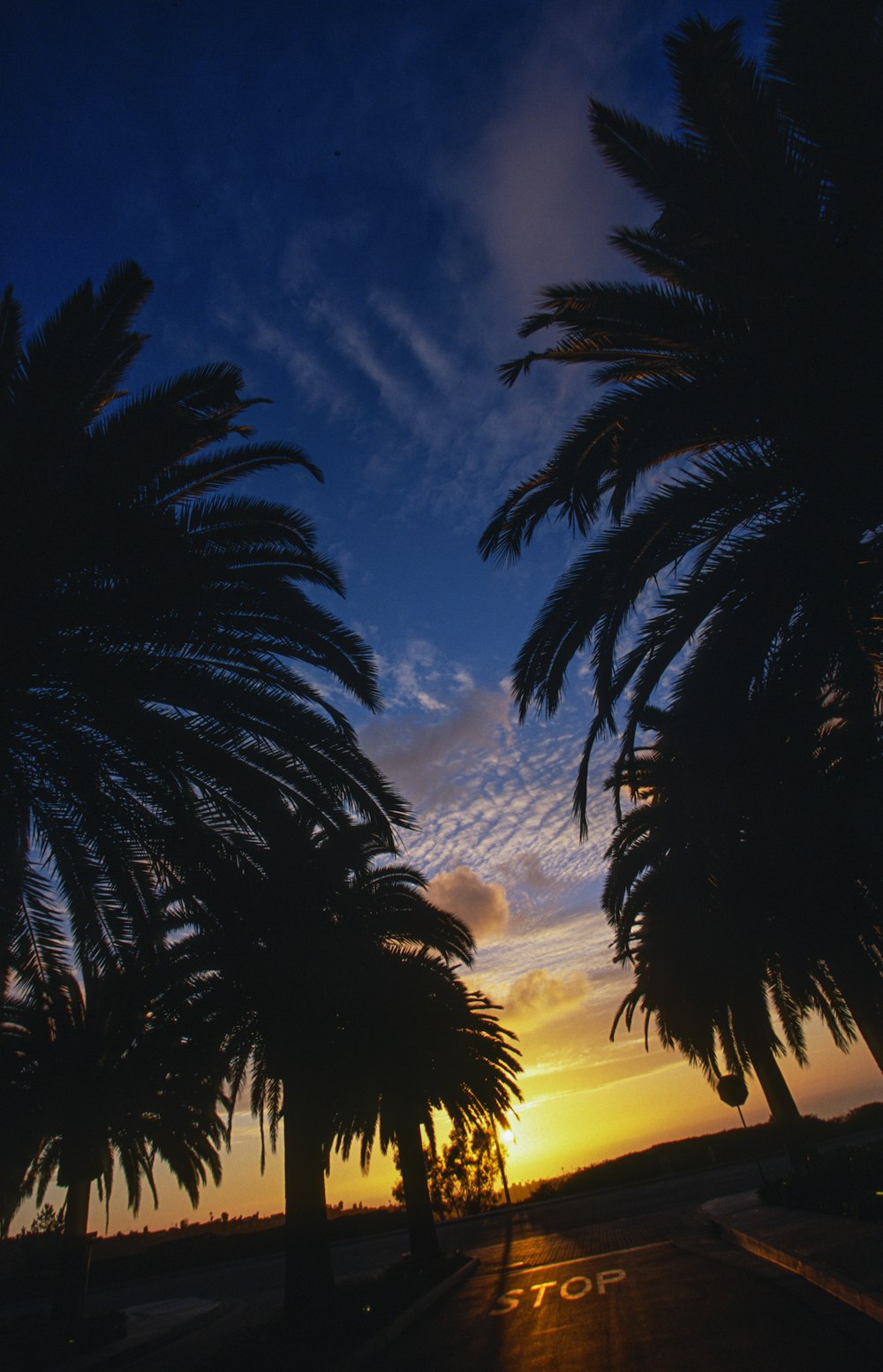 silhouette of palm trees during sunset