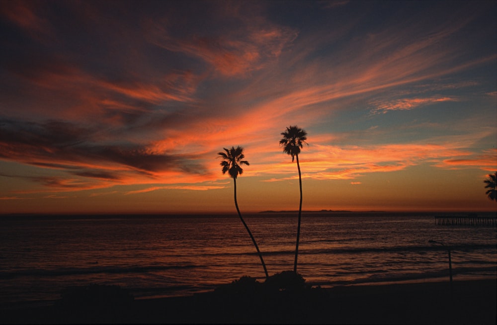 palm tree near body of water during sunset