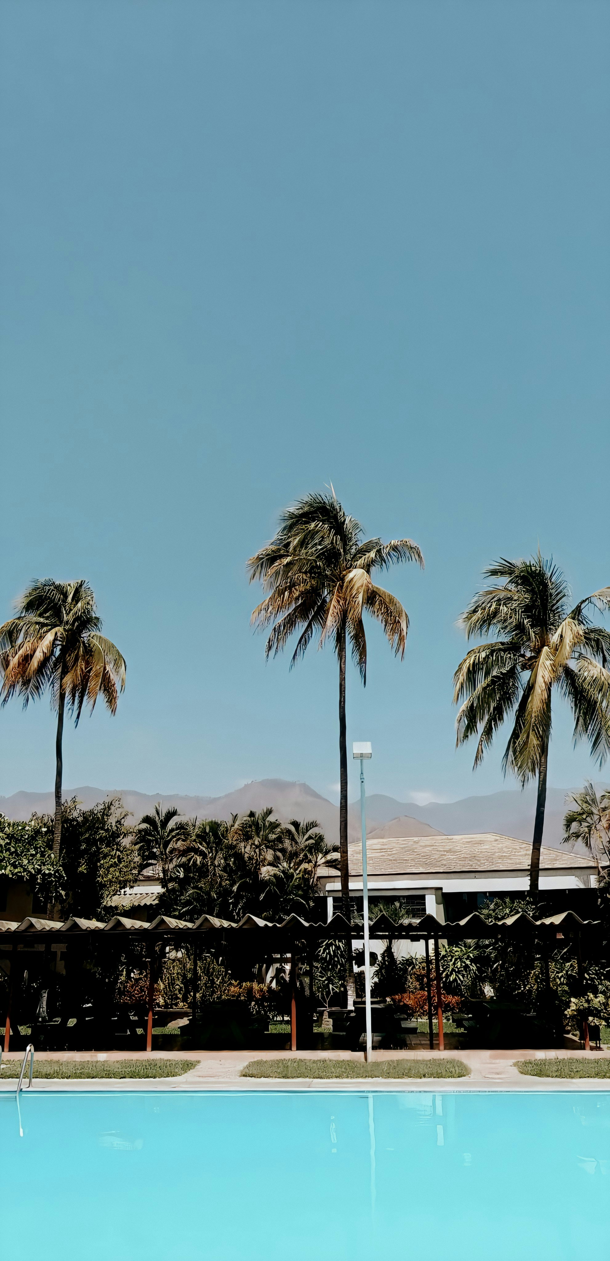 Poda y cuidado de palmeras