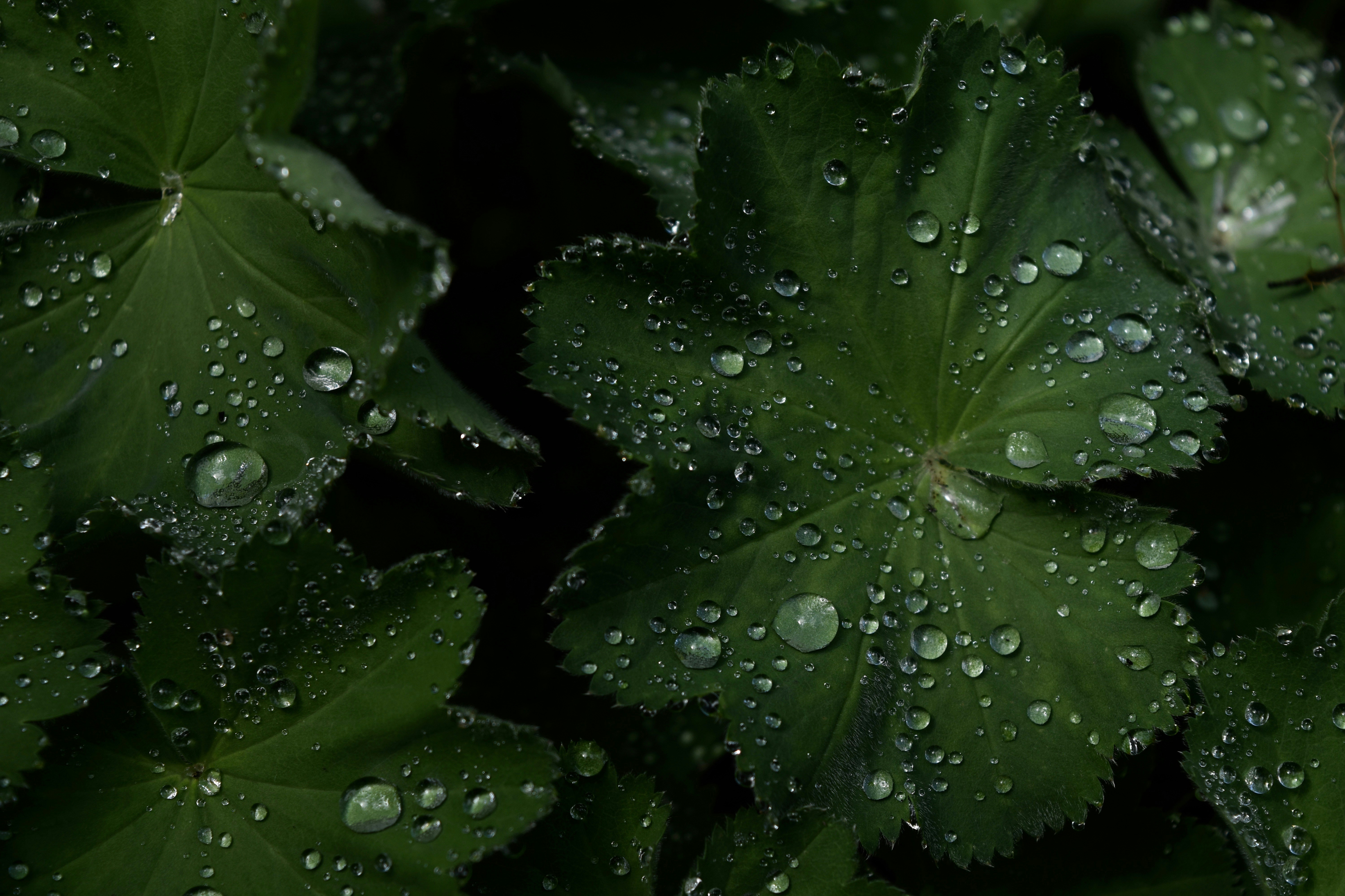 water droplets on green leaf