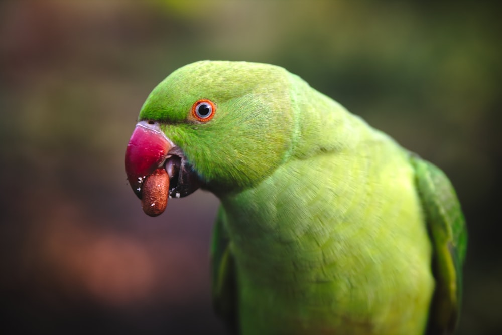 green bird in close up photography