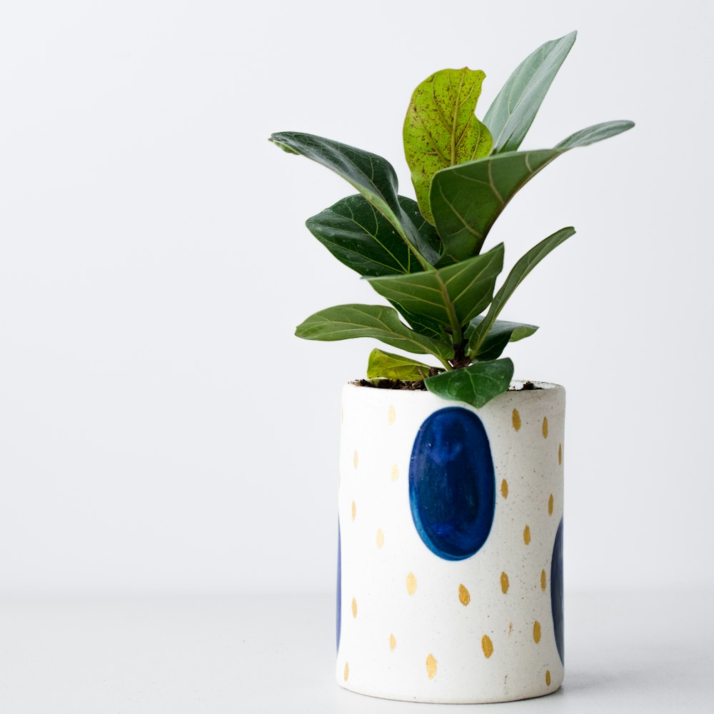 plante verte sur pot en céramique blanche et bleue