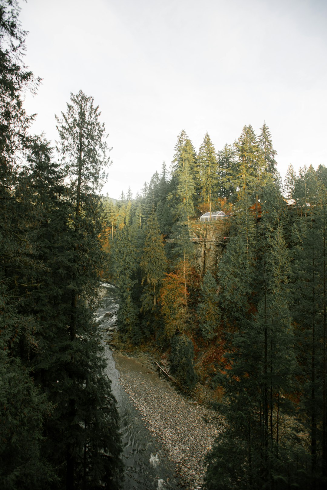 Forest photo spot Capilano Suspension Bridge Park North Vancouver