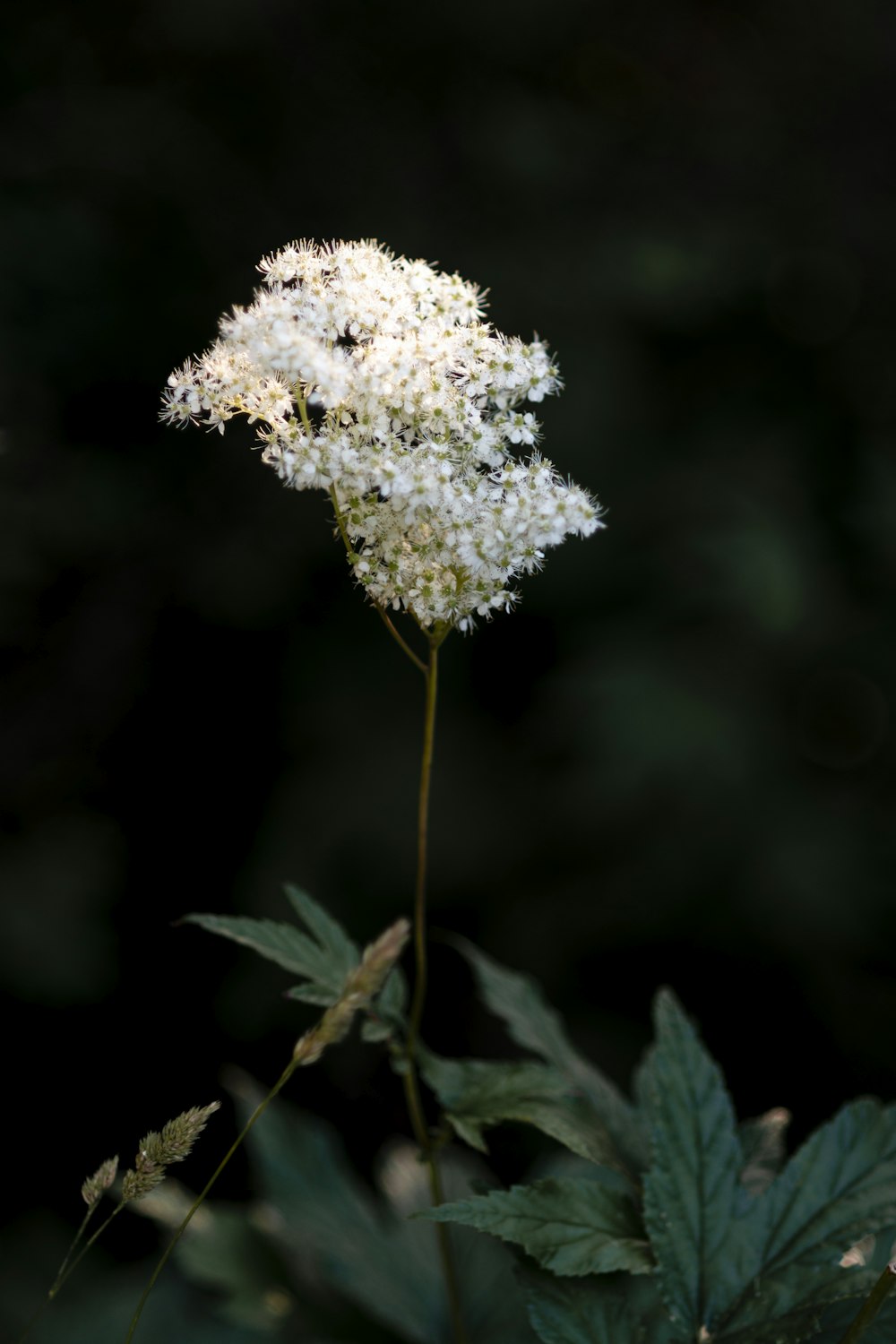 flor branca na lente de deslocamento de inclinação