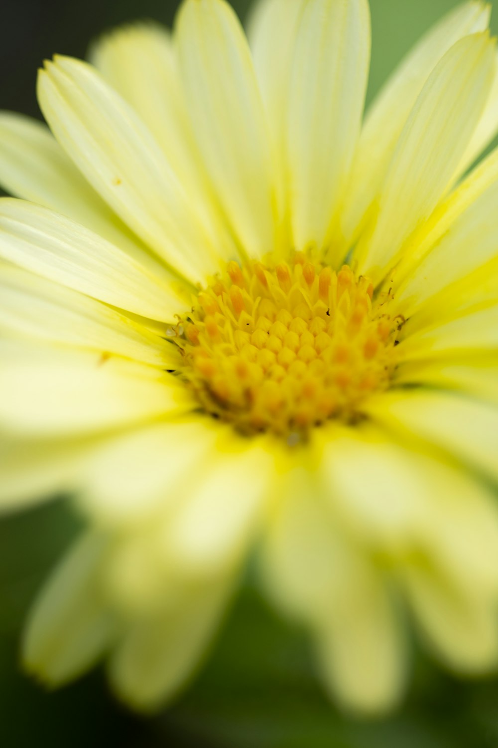 weißes und gelbes Gänseblümchen in voller Blüte