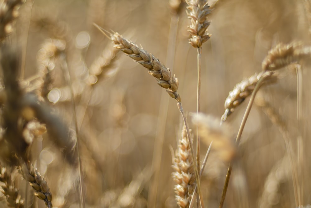 campo di grano bruno durante il giorno