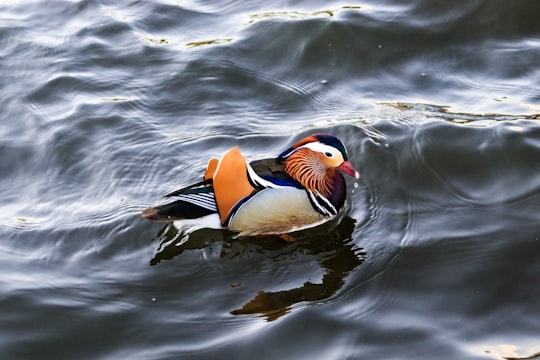 brown and white duck on water in Schloss Charlottenburg (Berlin) Germany