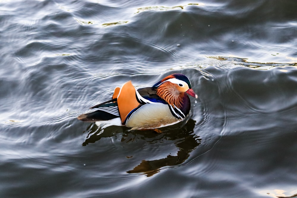 brown and white duck on water